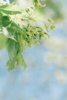 Young Green Maple Leaves and first flowers on spring blossoming branches tree, pastel colored spring natural blurred background, copy space, outdoors nature scenery, new leaf growth, bokeh photo