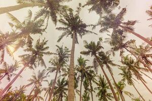 Palm trees view from below under clear sky, travel mood aesthetic nature background, Coconut tree silhouette at tropical coast with Vintage color colorful, summer calm scenery, wide angle view photo