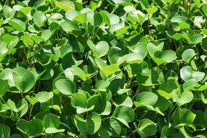 Lush Green Beach Morning Glory. Dense coverage of green grass leaves at sunlight. Top view small leaf in nature. Goat's foot creeper or beach morning glory on beach. Natural vegetation photo