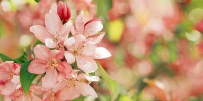Beautiful apple tree branch, spring blooming pink red flowers on blurred background, wide banner with copy space. Aesthetic nature scenic photo, close up fresh blooms at daylight photo