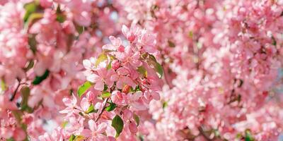 Beautiful apple tree flowers texture at sunlight, lush spring blooming pink red blossoms on blurred background, wide banner. Aesthetic nature scenic photo, close up fresh blooms at daylight photo