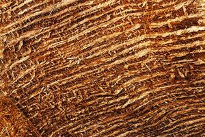 Close up brown Coconut fiber texture background, dried old coconut coir top view natural pattern, eco materials for recycling, detail textured wooden surface, dark color, low depth of field photo