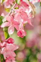 Blooming branch of Apple Tree in Spring, red flowers with tender petals close-up on soft-focus blurred background, copy space gentle beauty of sping season flowers, macro nature photo