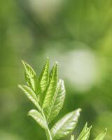 Young Green Maple Leaves at Sunlight, green monochrome colored spring natural pattern, outdoors nature minimal scenery, new leaf growth, textured spring foliage, blurred backgrond with bokeh photo