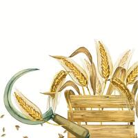 composition of a box with wheat ears, ripe wheat grains, a sickle for cutting ears, harvesting. All objects are hand-drawn with watercolors. The illustration is perfect for printing on paper, fabric vector