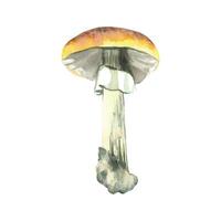 Mushroom with yellow cap and white stem, painted in watercolor and isolated on white background. Watercolor illustration. Suitable for printing on fabric, paper, for book design, food packaging vector