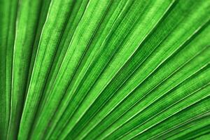 Texture Green palm leaf as natural background for design, abstract nature view. Detailed tropical leaves, striped lines light and shadows. Close up photo exotic foliage. Abstract nature pattern