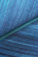 Macro texture Green blue palm leaf as natural background fr design, abstract nature view. Detailed green tropical leaves with veins. Closeup photo of fresh foliage. color nature vertical pattern