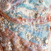 Natural pattern texture seashell, macro photo, beauty nature abstract background, top view vivid earth tones surface of shell, clam closeup, oceanic, nautical, marine, aquatic life backdrop photo