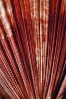 Brown texture of banana palm tree leaf. Closeup nature background Striped lines on palm leaves as abstract texture backdrop, natural aesthetic botanical photo pattern of tropical foliage
