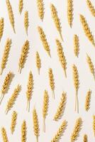 Pattern with ears of wheat, close up golden yellow wheat spikelets at sunlight with hard shadow. Top view layout minimal style, aesthetic trend, autumn seasonal crop and harvest concept photo