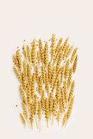 Pattern with ears of wheat, close up golden yellow wheat spikelets at sunlight on white beige background. Top view minimal style, aesthetic trend, autumn seasonal harvest concept, cereal flat lay photo
