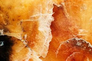 Abstract texture of marine clam shell, natural patterns and warm orange-yellow color organic textured background. Natural details and soft gradients, natural aesthetics and organicity, minimal photo