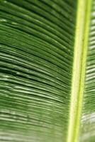 Macro texture Green palm leaf as natural background for design, abstract nature view. Detailed green tropical leaves with veins. Close up photo of fresh foliage. vivid colored nature pattern