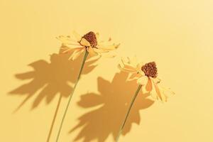 Dried flowers minimal background, Autumn flowery pattern, beautiful shadow from sunlight. Nature design flower still life, minimal style aesthetic flatlay, above view, yellow color photo