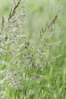 Delicate wild grass in sunlit green meadow. Soft natural bokeh in background, tranquil and lightness nature scene. Texture of grass blades and seed heads creating dreamy, minimal aesthetic photo