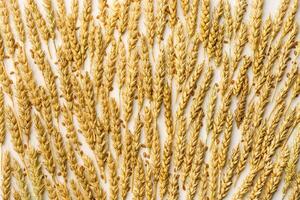 Pattern with ears of wheat, close up golden yellow wheat spikelets and grains, natural texture food background. Top view composition, autumn seasonal crop cereals, creative photo, aesthetic photo