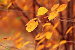 Aesthetic autumn nature background with yellow leaves on tree branches or berry bushes, soft focus blurred background, Autumnal colorful foliage outdoors, orange brown fall color, autumn mood photo
