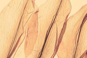 Abstract nature pattern of flower petals pale yellow color, natural texture leaf as natural background or backdrop. Macro texture, colored aesthetic photo with veins of petals, trend botanical