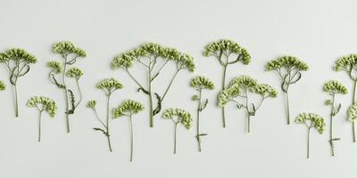 Minimal autumn composition with dried wild flowers on green background, nature autumnal decor, still life photo, minimal style flat lay of natural forest flowers. Autumn, fall concept. photo