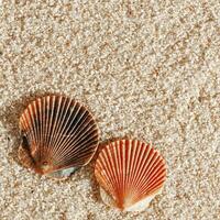 Minimal aesthetic seashells pattern on sand, natural sea oceanic and summer textured background, summer relaxation, top view photo with delicate pastel colored shell, rest beach wallpaper