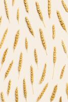 Minimal Pattern with ears of wheat, close up golden yellow wheat spikelets, natural texture food background. Top view composition, autumn season crop cereals, monochrome color creative vertical photo