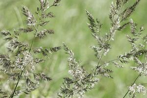 Delicate wild grass swaying in sunlit green meadow. Soft natural bokeh in background, tranquility and lightness nature scene. Texture of grass blades seed heads creating dreamy, minimal aesthetic photo