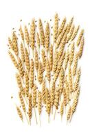 Trend flat lay pattern with ears of wheat and grains, close up golden yellow wheat spikelets isolated on white background. Top view vertical composition minimal style, autumn season harvest photo