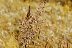 Wild grasses swaying at sunlight, yellow brown meadow or field, texture of autumn grass. Soft natural bokeh in background, minimal aesthetic nature landscape. Beauty of nature, earthy colored scene photo