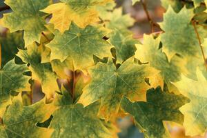 Autumn natural background, close up maple leaves beauty in nature abstract yellow green leaf, botanical texture pattern from autumnal foliage, fall color gradient, vivid vintage landscape photo