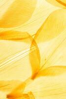 Abstract nature pattern of flower petals yellow color, natural texture leaf as natural background or backdrop. Macro texture, colored aesthetic photo with veins of petals, trend botanical