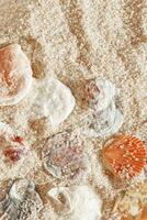 seashells scattered on fine sand, minimal nature pattern at soft sunlight, natural oceanic and summer textures, beach mood and sea style background, summer relaxation, harmony photo