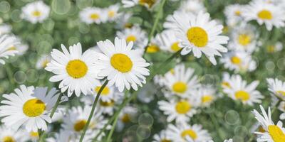 Blooming White wildflowers daisy with soft blurred green leaves background, banner, summer sunlight and bokeh effect. Beautiful flower chamomile close up on field, floral botanical aesthetics nature photo