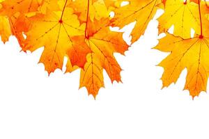 Autumn natural yellow red leaves frame isolated on white background, beauty in nature maple leaf, environment frame autumnal foliage, fall colored scene, aesthetic nature view, design element photo