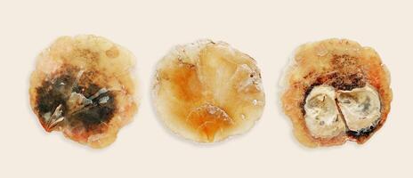 Minimal style banner with different Anomia shells, oceanic aesthetic top view yellow beige monochrome still life, set of marine bivalve with translucent texture, organic shape and textural detail photo