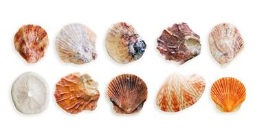 Set of colorful seashells, objects isolated on white background. Close up natural scallop, shell of mollusk with soft shadow, marine style, organic shapes and macro texture details, sea life design photo