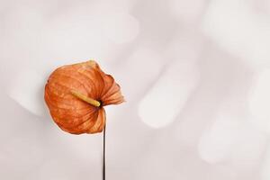 Floral flat lay dried flowers orange calla, pale pink beige botanical background, empty space. Autumn, fall season nature still life, dry blooms top view, Sun glare, minimal style photo