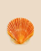 Closeup bright orange seashell on light beige background. Beautiful natural small Shell scallop pastel colored summer vertical photo, ocean and sea life design, organic shape and macro texture detail photo