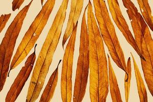 Natural autumn pattern from yellow red leaves with water drops on beige background. Beautiful autumnal textured background, closeup fall leaf top view, nature texture, macro photo, botanical photo