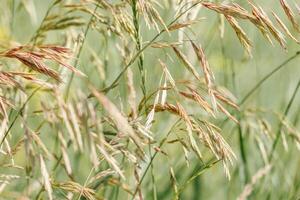 Closeup view of green beige wild grasses grow in meadow at sunlight. Natural, warm, serene atmosphere. Natural beauty landscape, Minimal natural texture pattern of summer grass, blur background photo