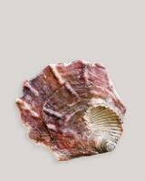 Aesthetic summer card, closeup shell of mollusk red purple color on grey background. Natural Seashell with shadow, nautical style, ocean and sea life design, top view minimal monochrome layout photo
