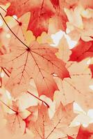 Autumn natural vertical background, close up maple leaves beauty in nature abstract red pink toned leaf, botanical texture pattern from autumnal foliage, fall color gradient, vivid scenic photo