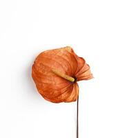 Dried flower orange color calla isolated on white background, close up nature photo. Blossoming flower design object. Top view composition from natural bloom photo