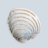 Close up seashell blue white colored on light blue background. Beautiful natural Shell of mollusk pastel colored summer photo, ocean and sea life design, organic shape and macro texture details photo