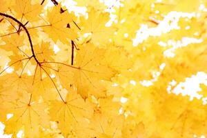 Autumn natural background, close up maple leaves beauty in nature abstract yellow leaf, botanical texture pattern from autumnal foliage, fall color gradient, vivid scenic landscape, monochrome color photo