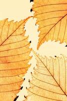 Autumn minimal monochrome image with yellow alder leaf with natural texture on yellow background. Fall colored aesthetic photography with macro leaves with veins, seasonal autumnal foliage, photo