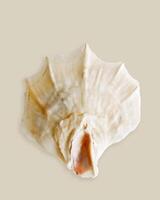Minimal style close up seashell ivory white colored on beige background. Natural Shell of mollusk, summer nautical life style, beauty nature, organic shape and macro texture details, monochrome card photo