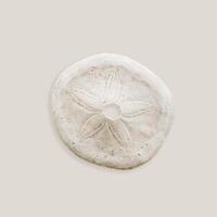 Minimal style photo with Skeleton of sea urchin or Sand Dollar, oceanic aesthetic top view beige monochrome still life, organic shape and textural details. Summer card nature inspired, neutral tones