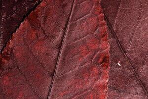 Natural autumn texture from dark red colored leaves with water drops. Beautiful autumnal botanical pattern, close up wet fall leaf tree top view, aesthetic nature still life, macro trend photo
