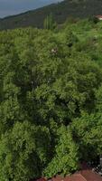 Aerial Century Sycamore Tree video